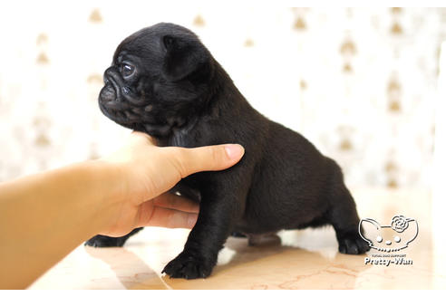 成約済の愛知県のパグ-103768の6枚目