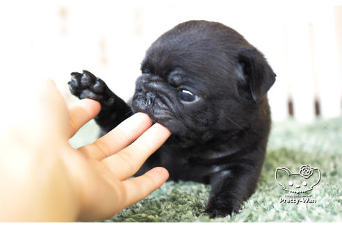 成約済の愛知県のパグ-103768の4枚目