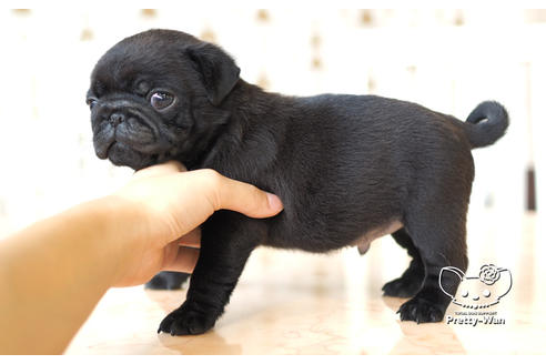 成約済の愛知県のパグ-103768の3枚目