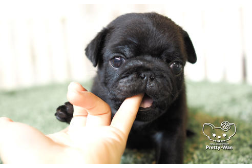 成約済の愛知県のパグ-103768の2枚目