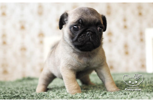 成約済の愛知県のパグ-103769の3枚目