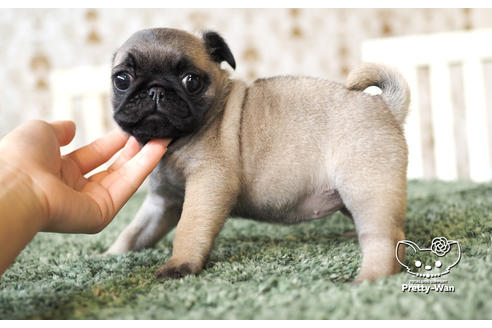 成約済の愛知県のパグ-103769の4枚目