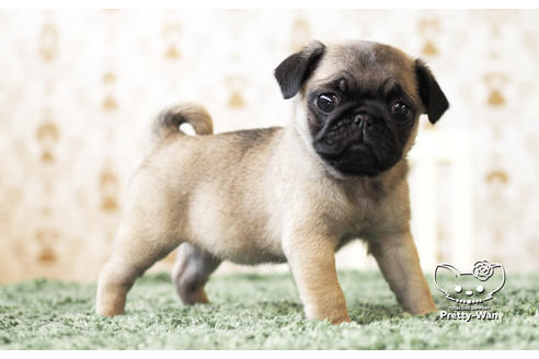 成約済の愛知県のパグ-103769