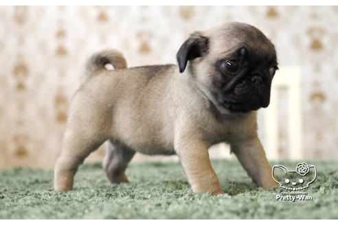 成約済の愛知県のパグ-103769の2枚目