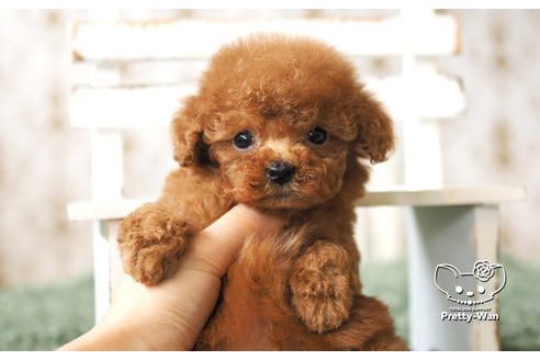 成約済の愛知県のタイニープードル-103770の5枚目