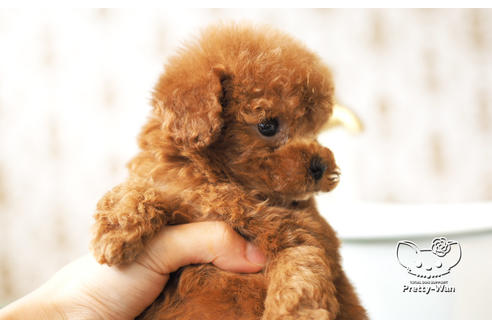 成約済の愛知県のタイニープードル-103770の3枚目