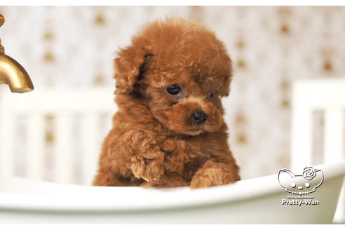 成約済の愛知県のタイニープードル-103770の4枚目