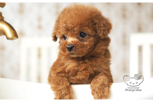 成約済の愛知県のタイニープードル-103770の1枚目