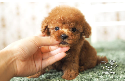 成約済の愛知県のタイニープードル-103770の2枚目