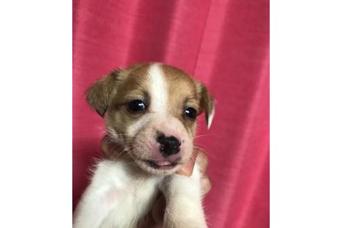 成約済の北海道のジャックラッセルテリア-103816の1枚目