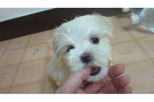 成約済の岡山県のマルチーズ-103817の2枚目