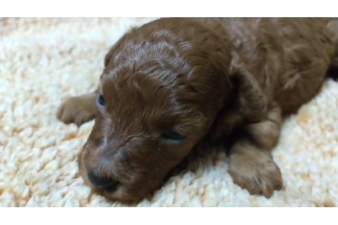 成約済の愛知県のトイプードル-103063の1枚目