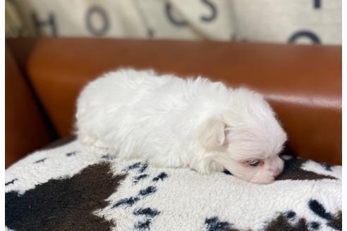 成約済の茨城県のマルチーズ-103477の2枚目