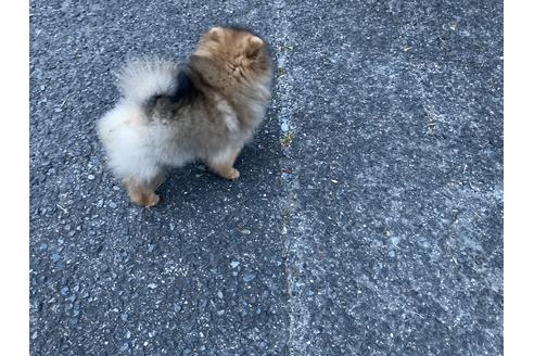 成約済の福岡県のポメラニアン-103824の2枚目