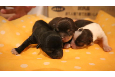 成約済の沖縄県のチワワ(ロングコート)-103857