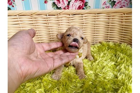 成約済の秋田県のマルプー:マルチーズ×トイプードル-103858の13枚目