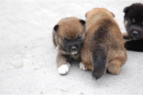 成約済の埼玉県の柴犬-103883の4枚目