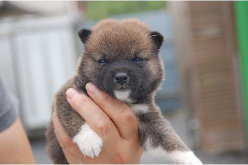 成約済の埼玉県の柴犬-103883の3枚目