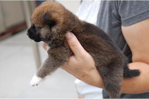 成約済の埼玉県の柴犬-103883の2枚目