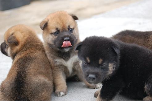 成約済の埼玉県の柴犬-103884の4枚目