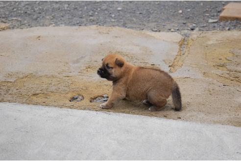 成約済の埼玉県の柴犬-103884の3枚目