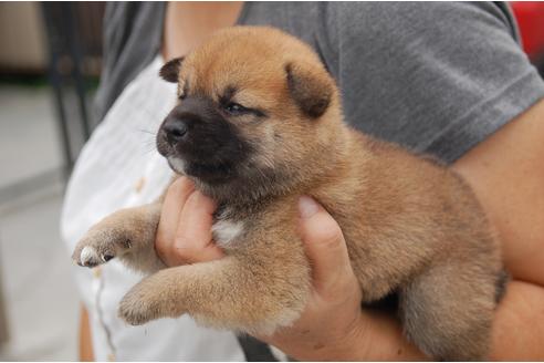 成約済の埼玉県の柴犬-103884の2枚目