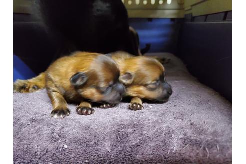 成約済の愛知県のポメラニアン-103923の2枚目