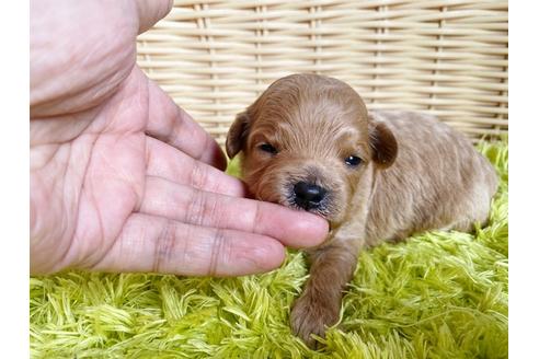 成約済の秋田県のマルプー:マルチーズ×トイプードル-103177の11枚目