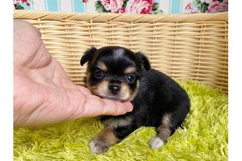 成約済の秋田県のチワックス:チワワ×ミニチュアダックスフンド-101712の3枚目