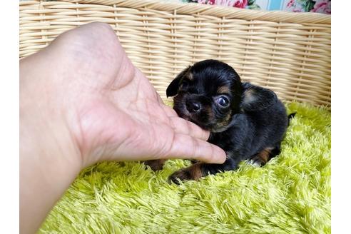 成約済の秋田県のチワックス:チワワ×ミニチュアダックスフンド-101760の3枚目