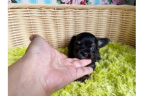 成約済の秋田県のチワックス:チワワ×ミニチュアダックスフンド-101760の2枚目