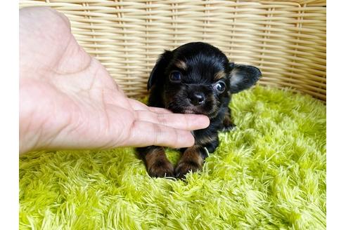 成約済の秋田県のチワックス:チワワ×ミニチュアダックスフンド-101760の1枚目