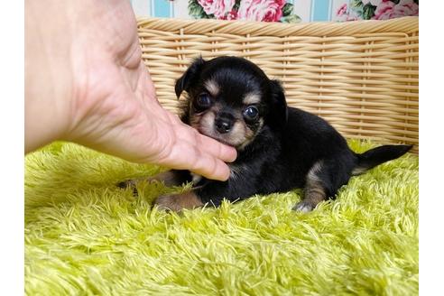 成約済の秋田県のチワックス:チワワ×ミニチュアダックスフンド-101761の1枚目