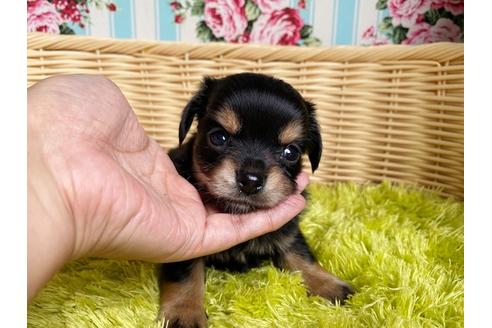 成約済の秋田県のチワックス:チワワ×ミニチュアダックスフンド-101759の3枚目