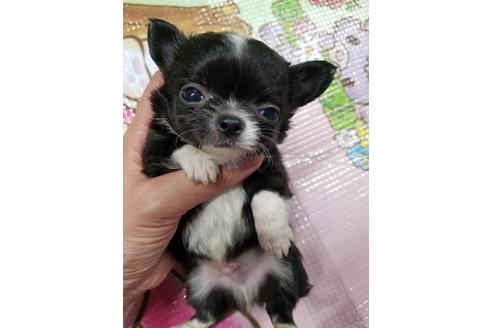 成約済の岡山県のチワワ(ロングコート)-101369の3枚目