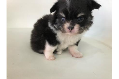 成約済の京都府のチワワ(ロングコート)-104001の4枚目