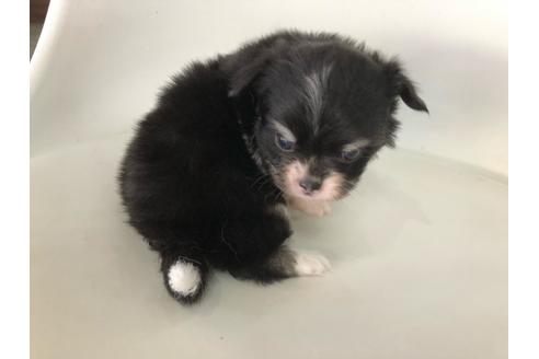 成約済の京都府のチワワ(ロングコート)-104001の5枚目