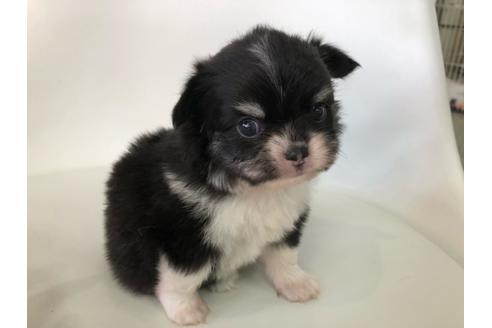 成約済の京都府のチワワ(ロングコート)-104001の2枚目