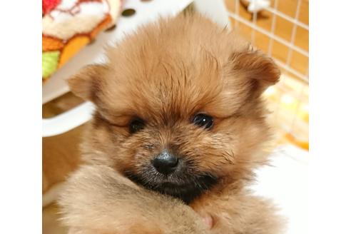 成約済の愛知県のポメラニアン-104031の1枚目