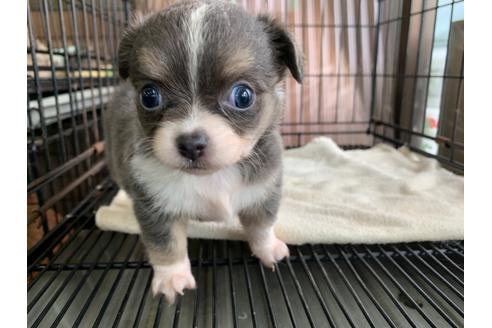 成約済の愛媛県のチワワ(ロングコート)-104073の3枚目