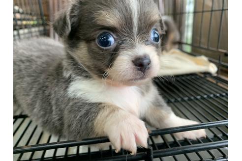 成約済の愛媛県のチワワ(ロングコート)-104073