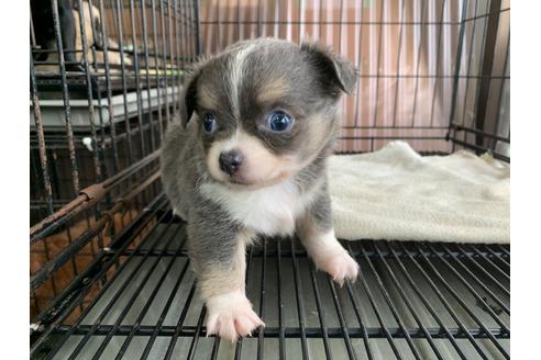 成約済の愛媛県のチワワ(ロングコート)-104073の2枚目