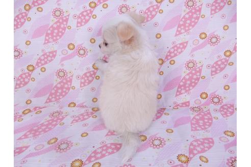 成約済の千葉県のチワワ(ロングコート)-104080の7枚目