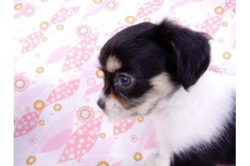 成約済の千葉県のチワワ(ロングコート)-104081の7枚目