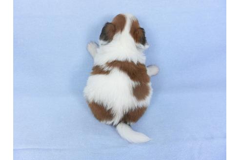 成約済の千葉県のパピヨン-104051の5枚目