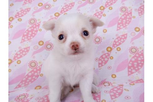 成約済の千葉県のチワワ(ロングコート)-104078の14枚目
