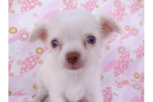 成約済の千葉県のチワワ(ロングコート)-104076の14枚目