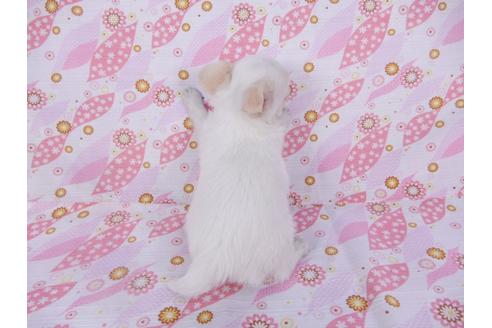 成約済の千葉県のチワワ(ロングコート)-104076の11枚目
