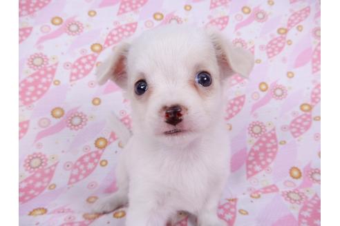 成約済の千葉県のチワワ(ロングコート)-104072の10枚目