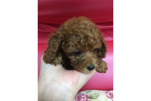 成約済の岡山県のティーカッププードル-104098の3枚目